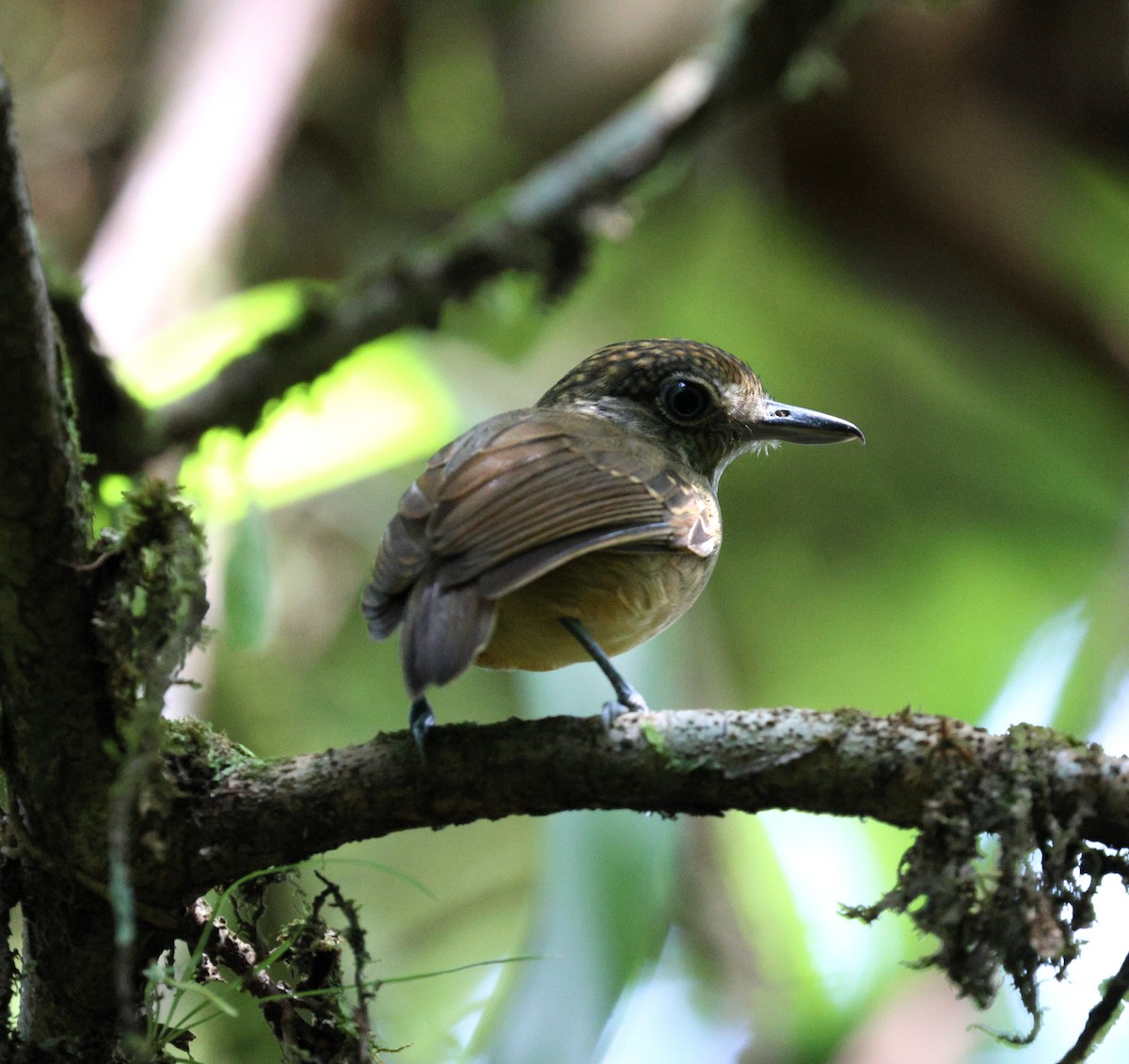Spot-crowned Antvireo - ML645763218