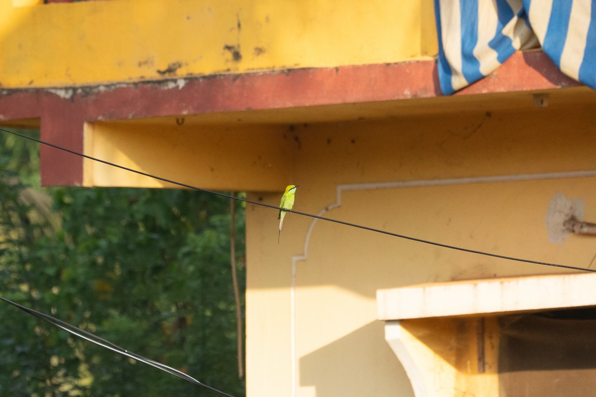 Asian Green Bee-eater - ML645763222