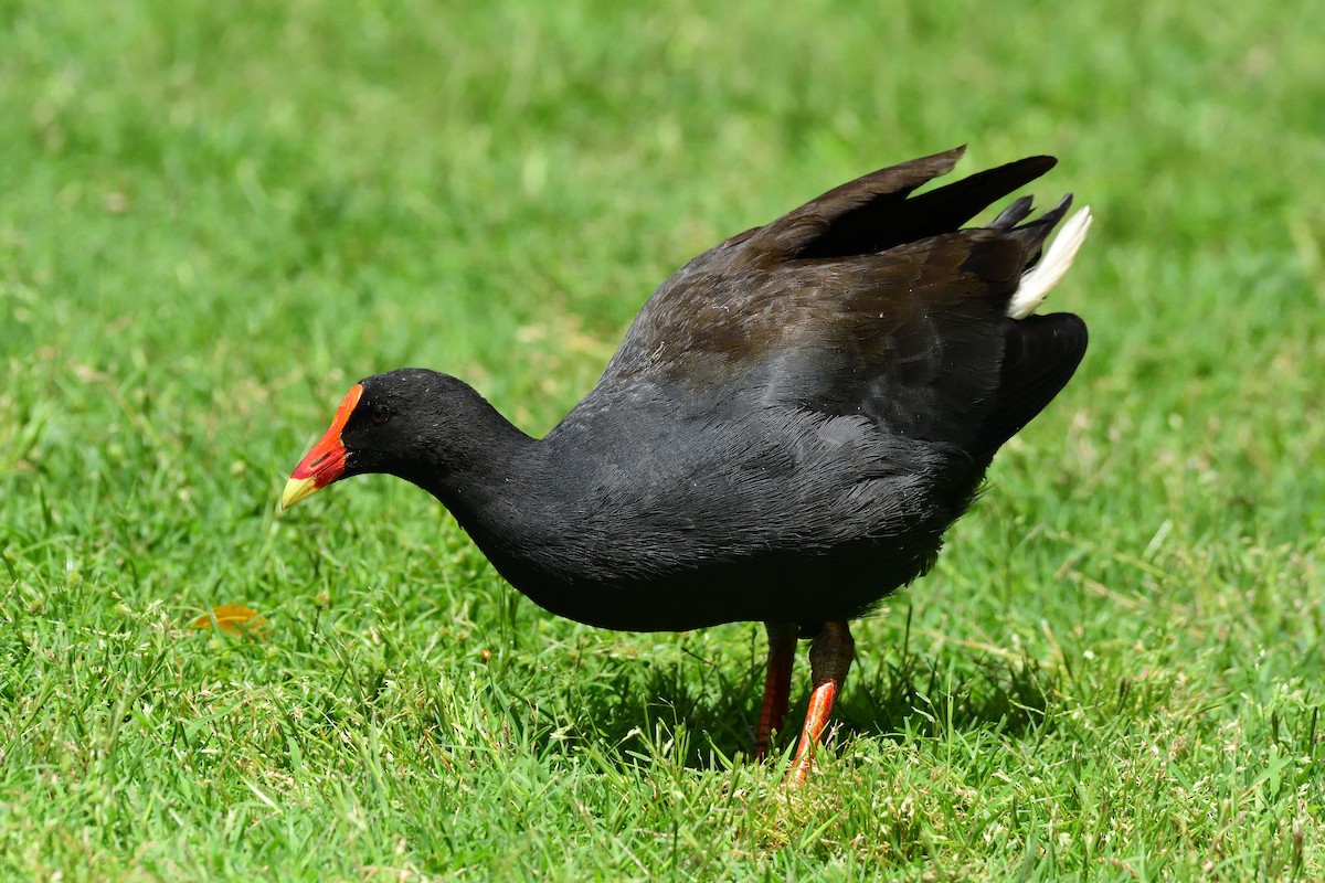 Karaca Sutavuğu - ML645763244