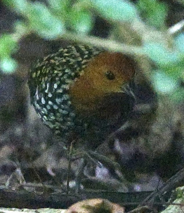 Buff-spotted Flufftail - ML645763249