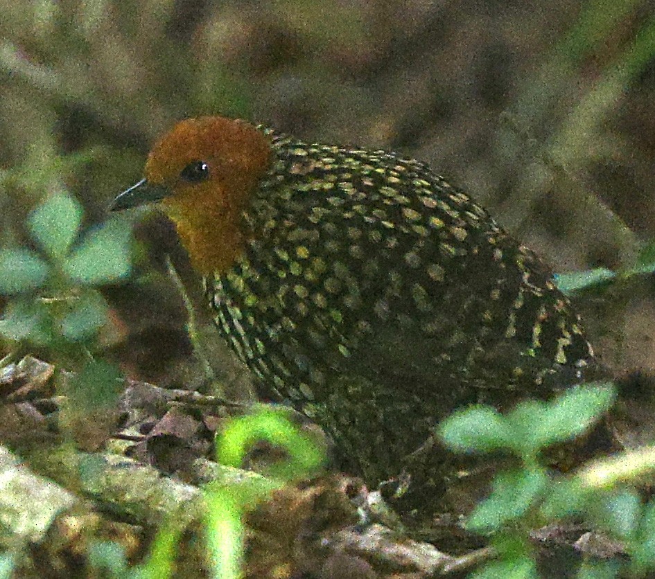 Buff-spotted Flufftail - ML645763250