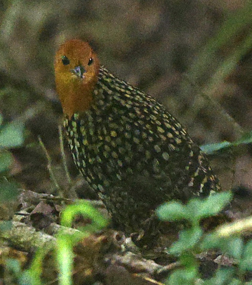Buff-spotted Flufftail - ML645763251