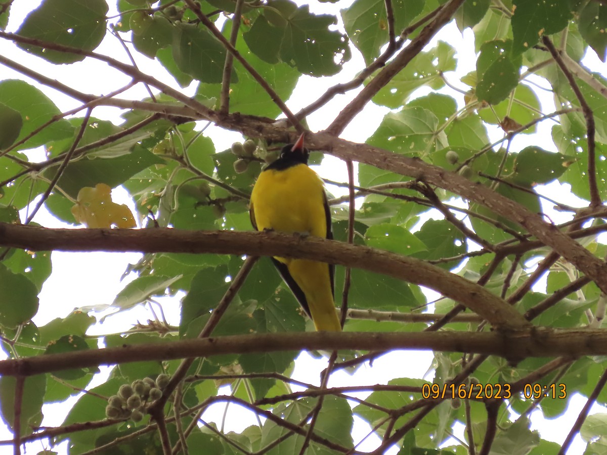 アフリカズキンコウライウグイス - ML645763257