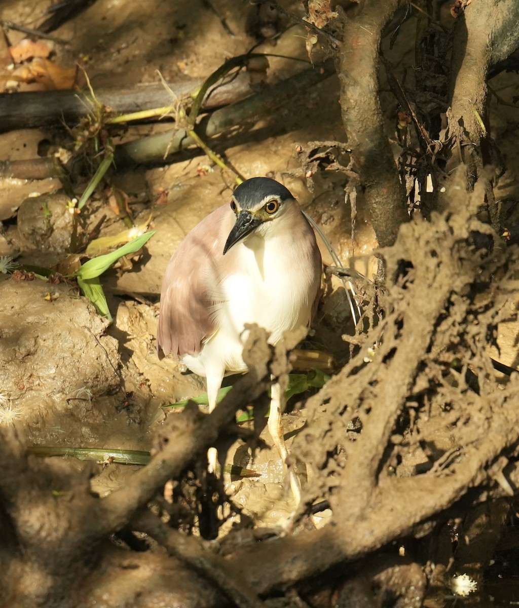 kvakoš rezavý - ML645763258