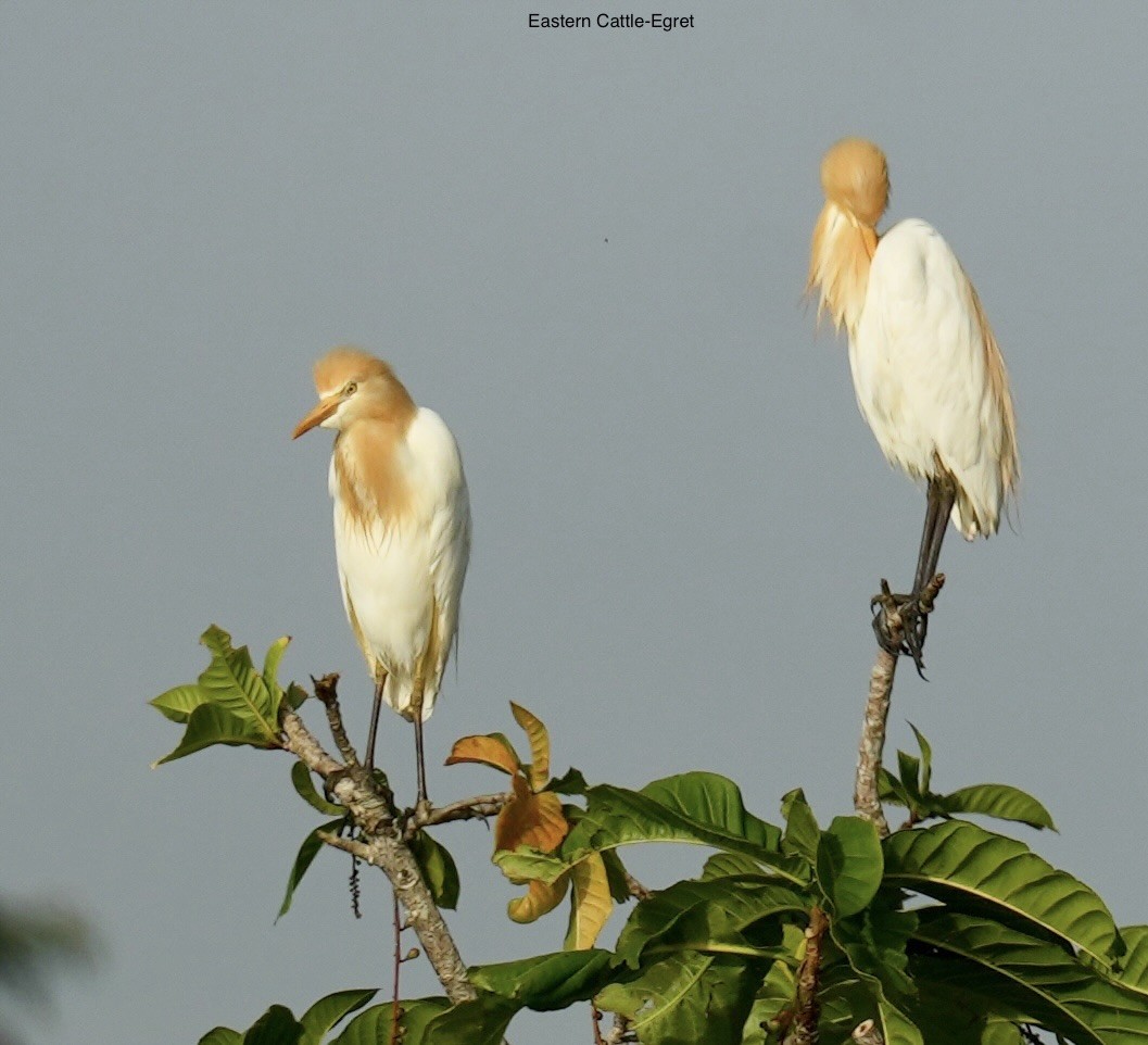 volavka dobytčí - ML645763262