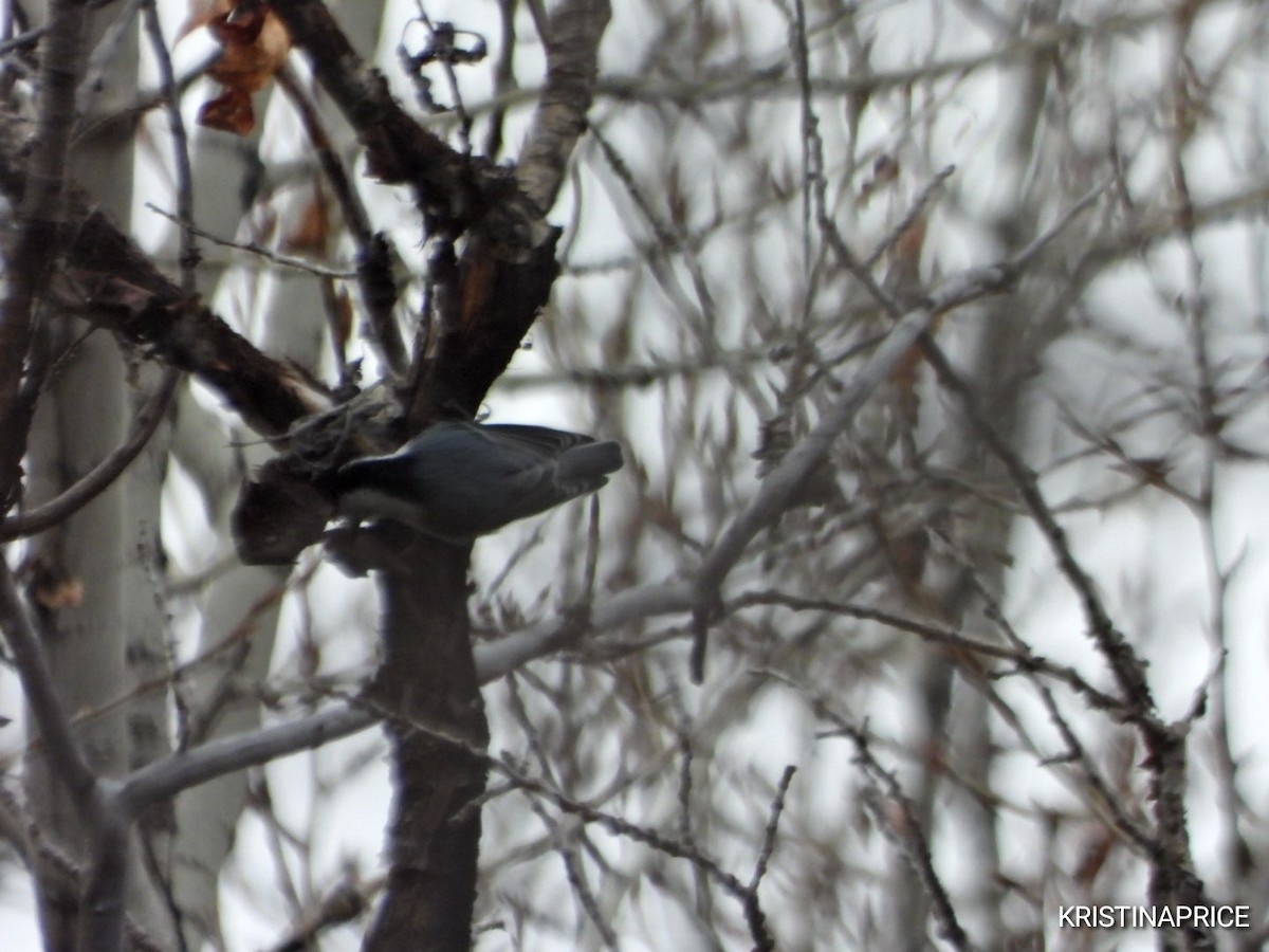 White-breasted Nuthatch - ML645763275