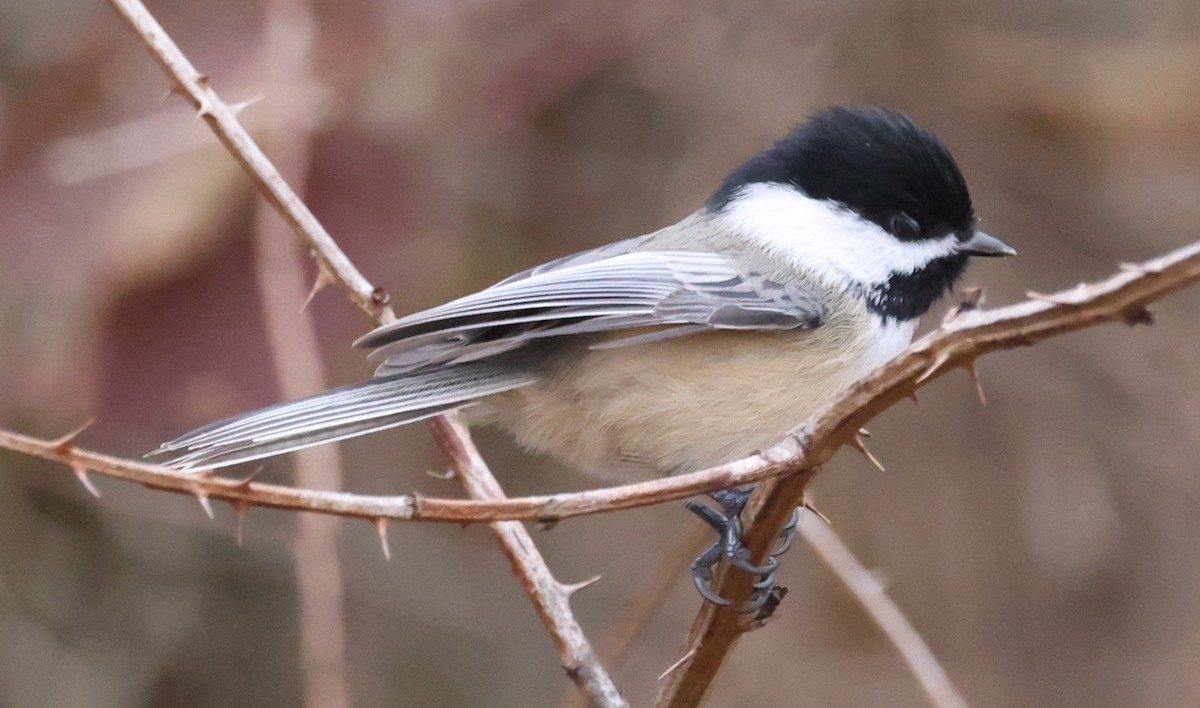 Гаїчка світлокрила - ML645763279