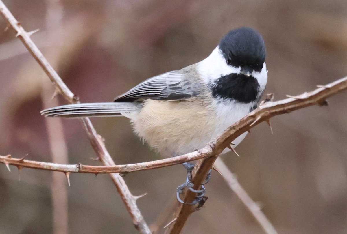 Гаїчка світлокрила - ML645763280