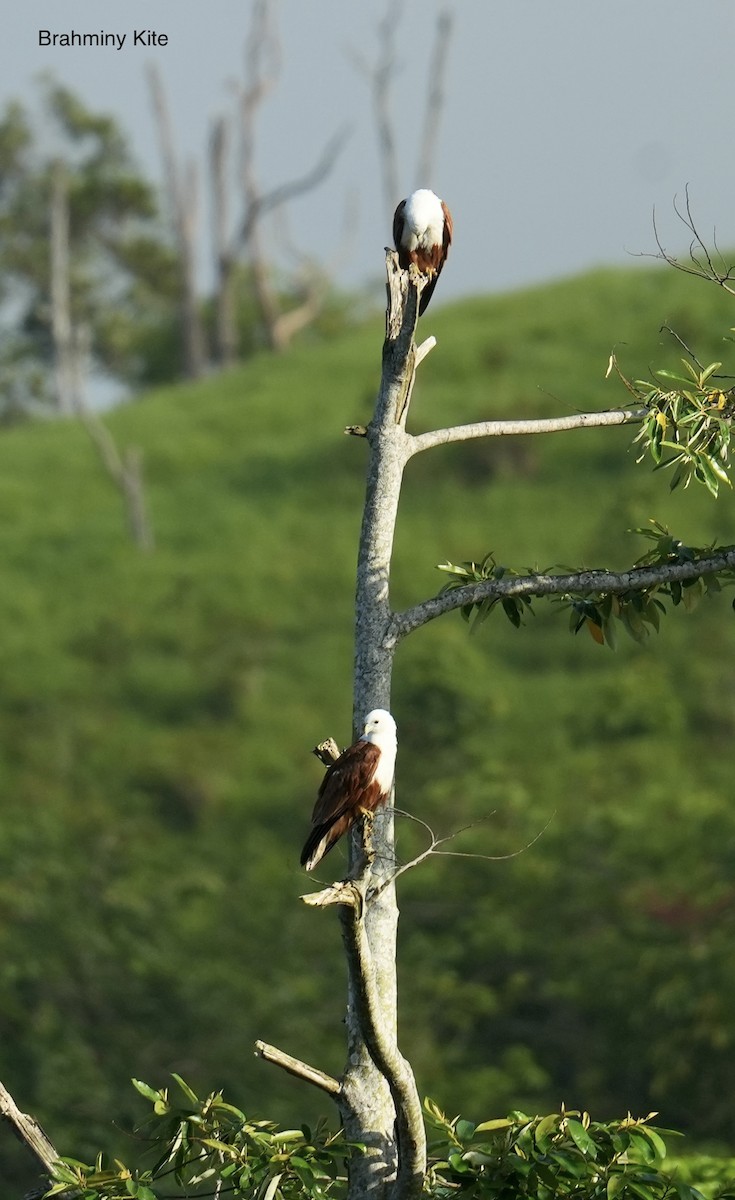 luňák bělohlavý - ML645763283