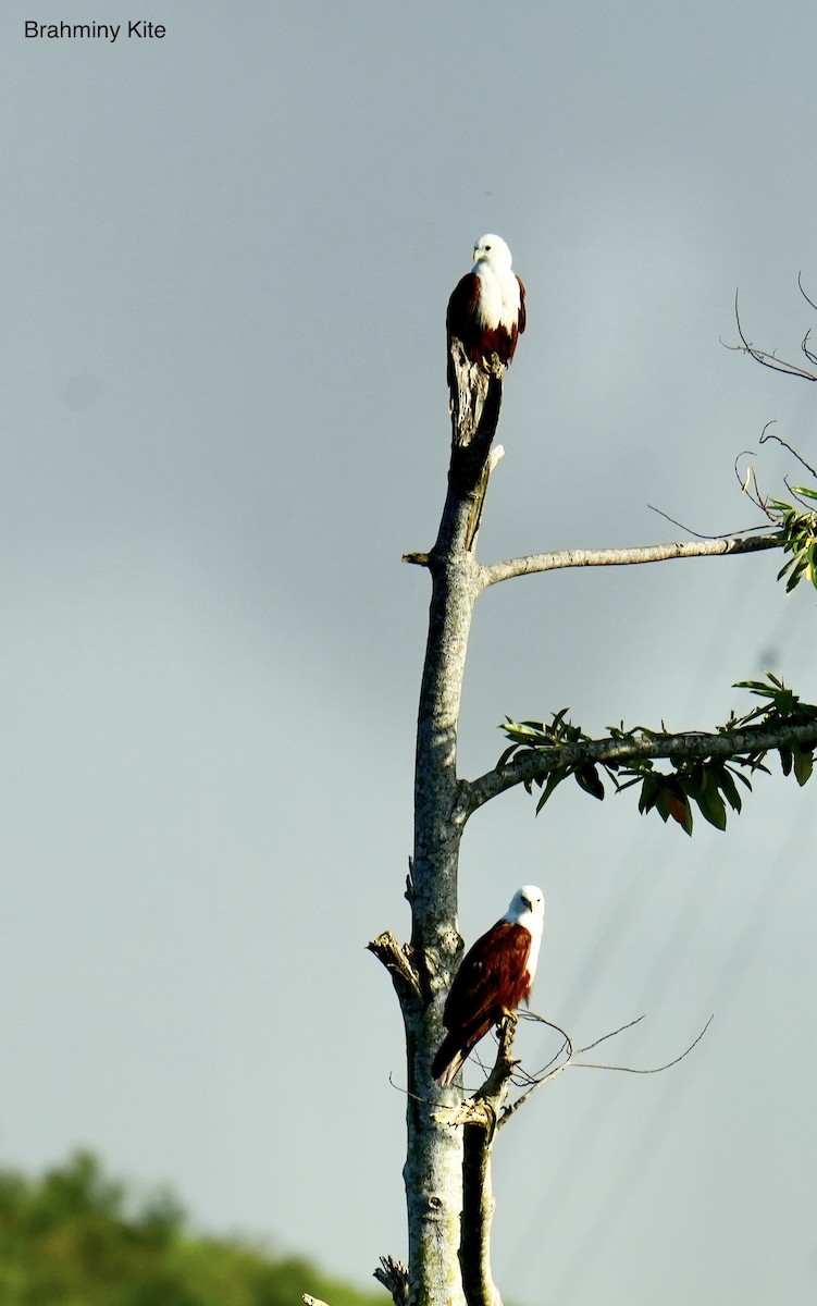 luňák bělohlavý - ML645763284