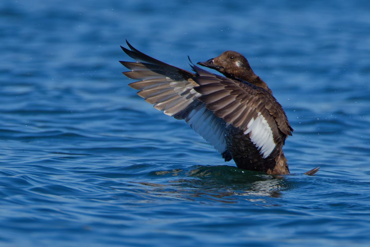 White-winged Scoter - ML645763287