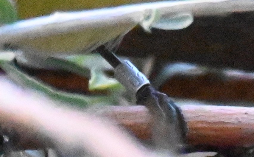 lesňáček hvězdičkový - ML645763289