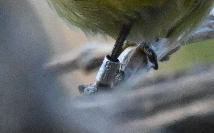 lesňáček hvězdičkový - ML645763290