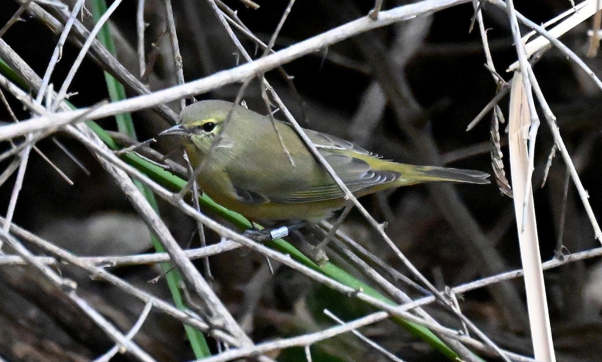 lesňáček hvězdičkový - ML645763291