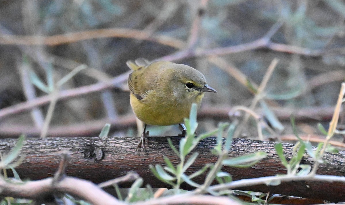 lesňáček hvězdičkový - ML645763292