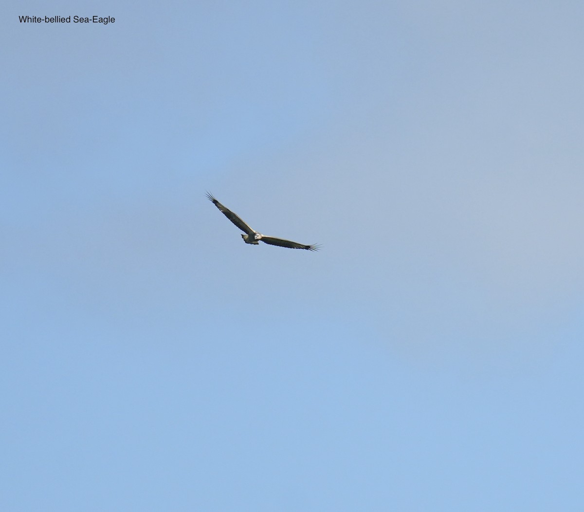 orel bělobřichý - ML645763294