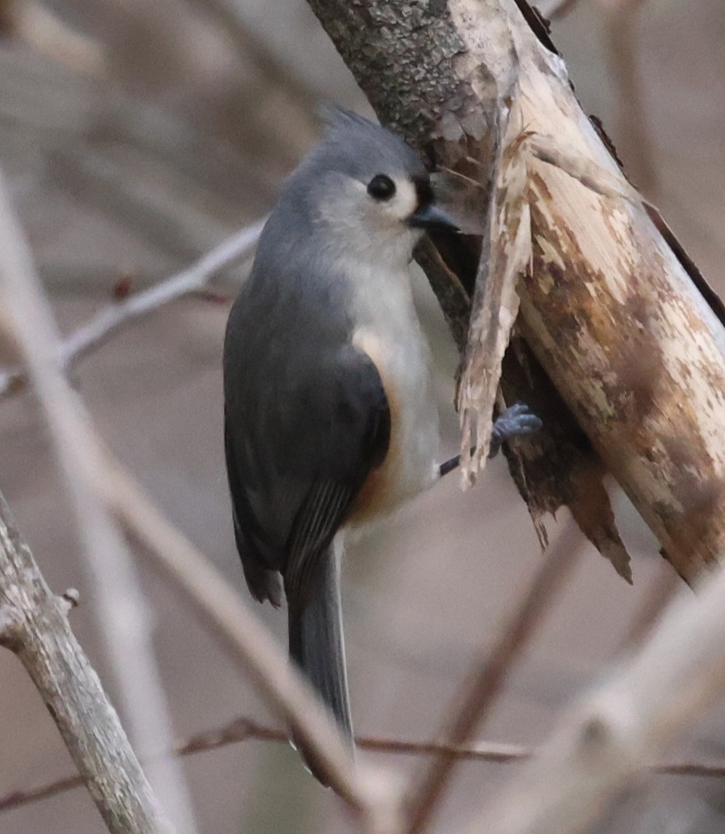 gråduskmeis - ML645763303