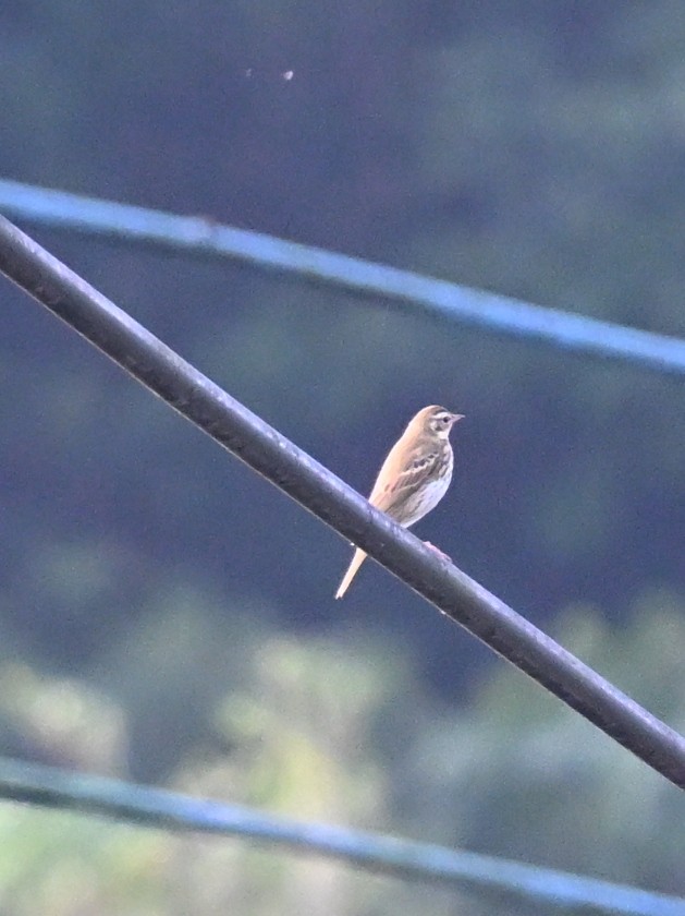 Pipit à dos olive - ML645763304