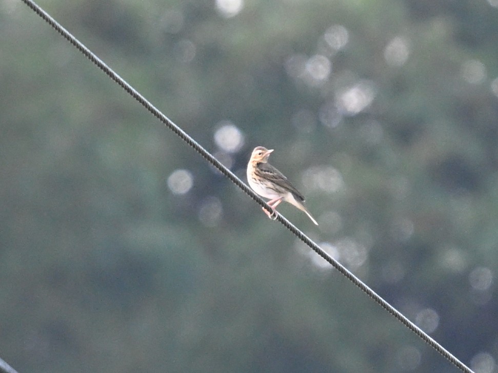 Pipit à dos olive - ML645763305