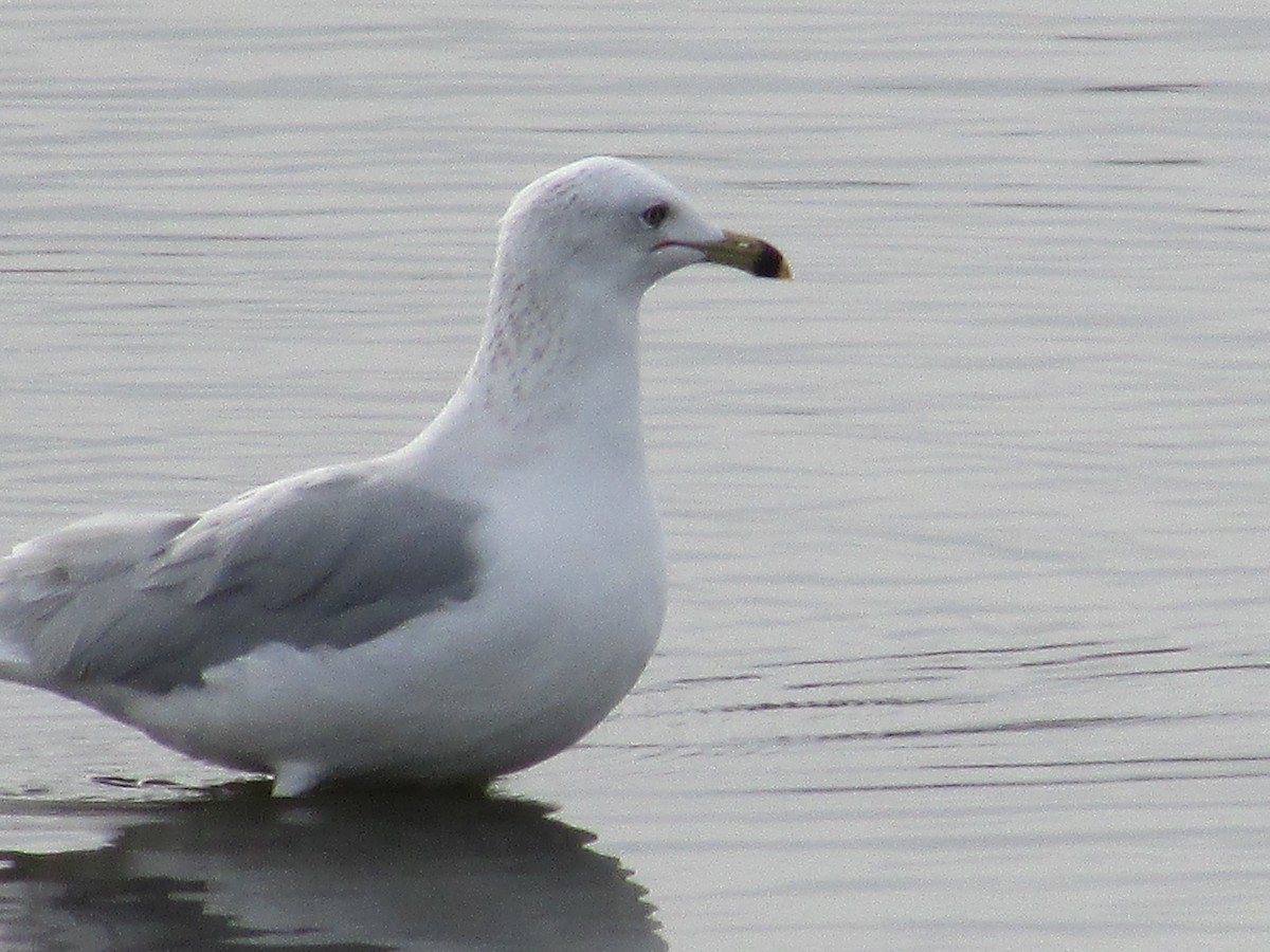 Goéland à bec cerclé - ML645763306
