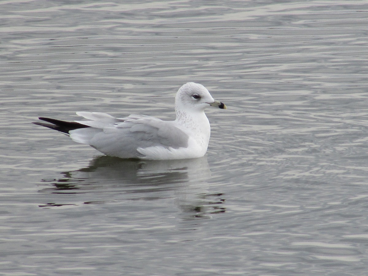 Goéland à bec cerclé - ML645763307