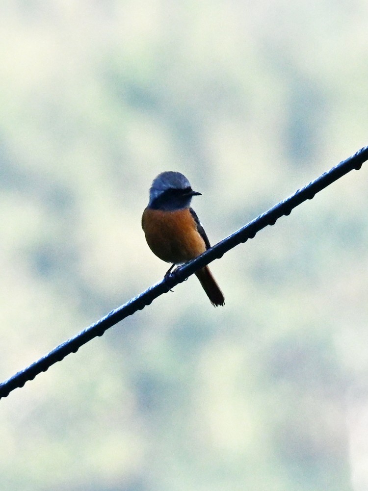 Rougequeue aurore - ML645763309