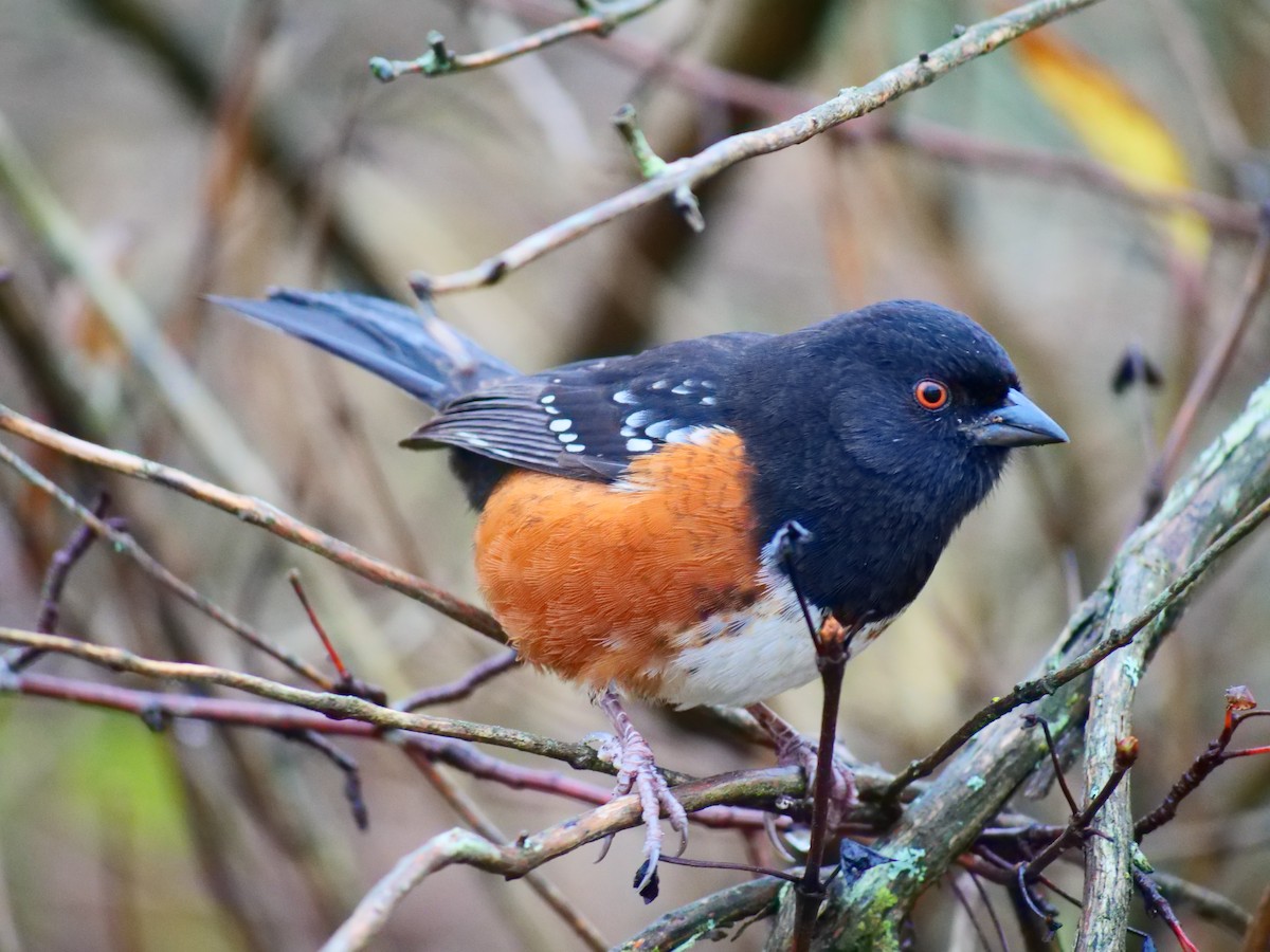 Tohi tacheté - ML645763310