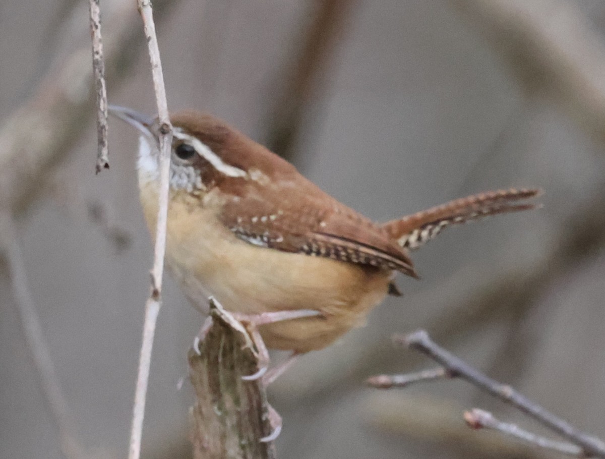 Troglodyte de Caroline - ML645763311