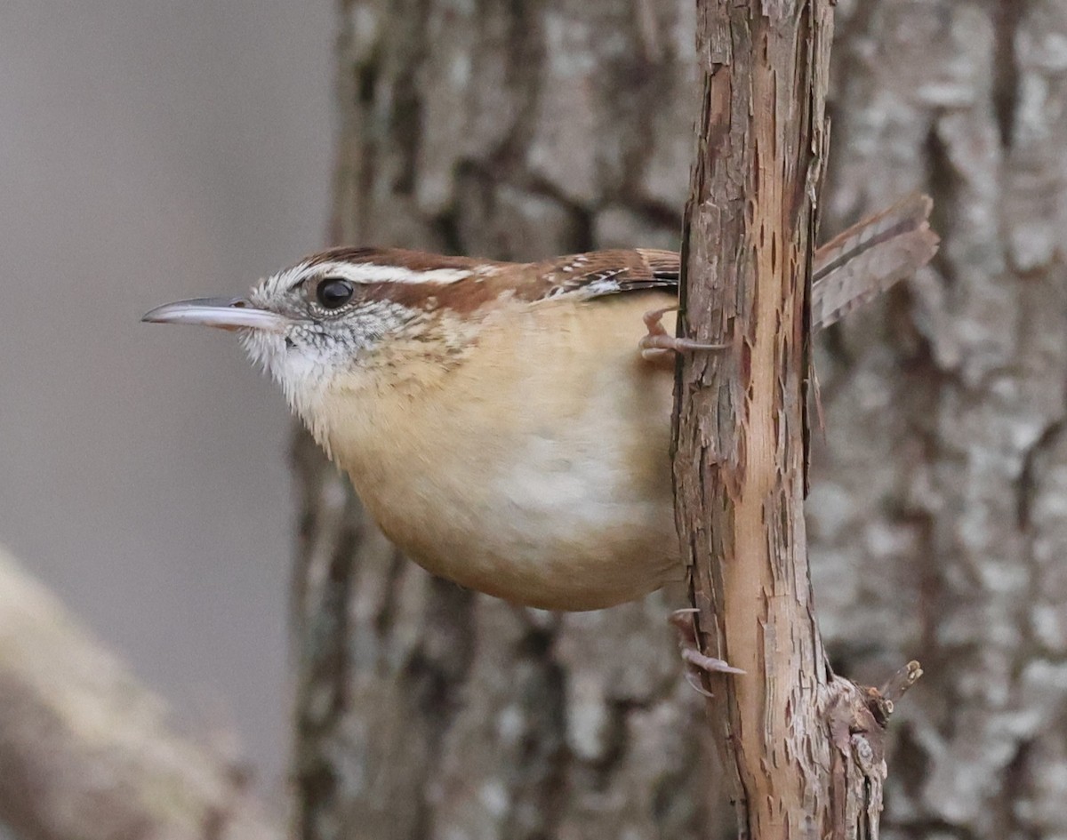 Troglodyte de Caroline - ML645763312