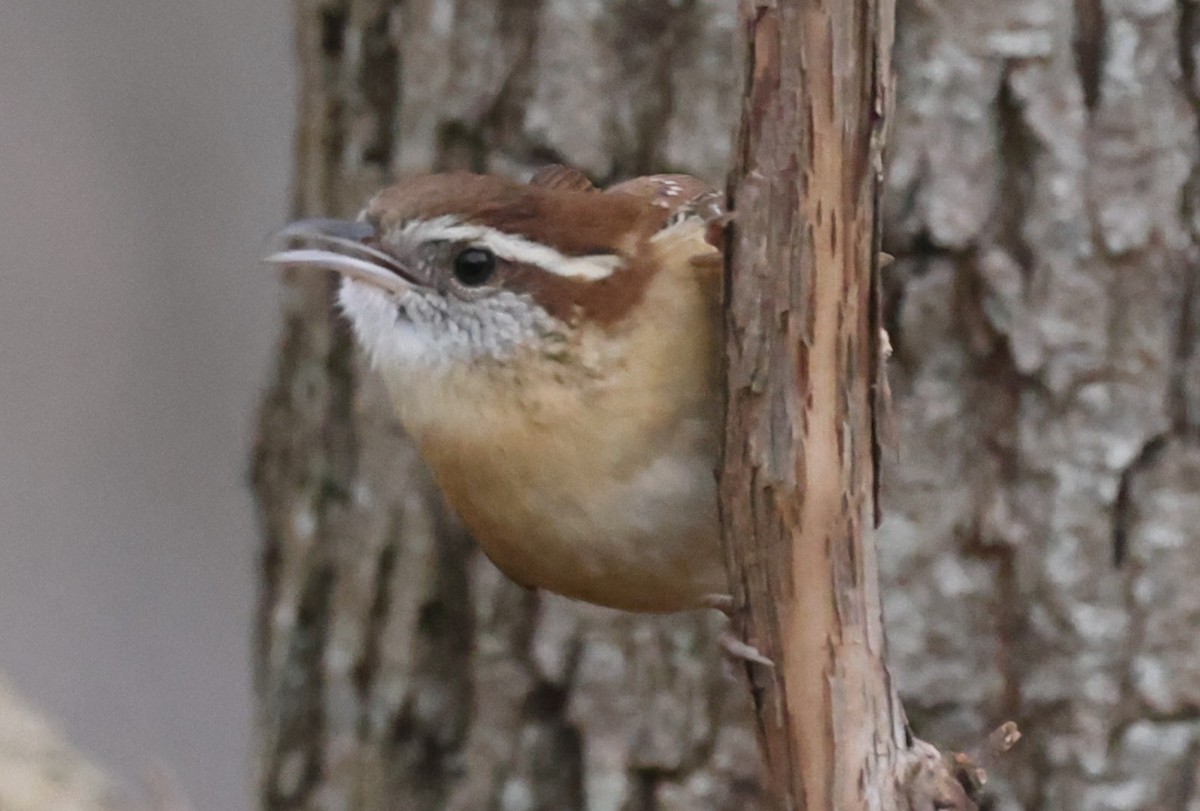 Troglodyte de Caroline - ML645763313