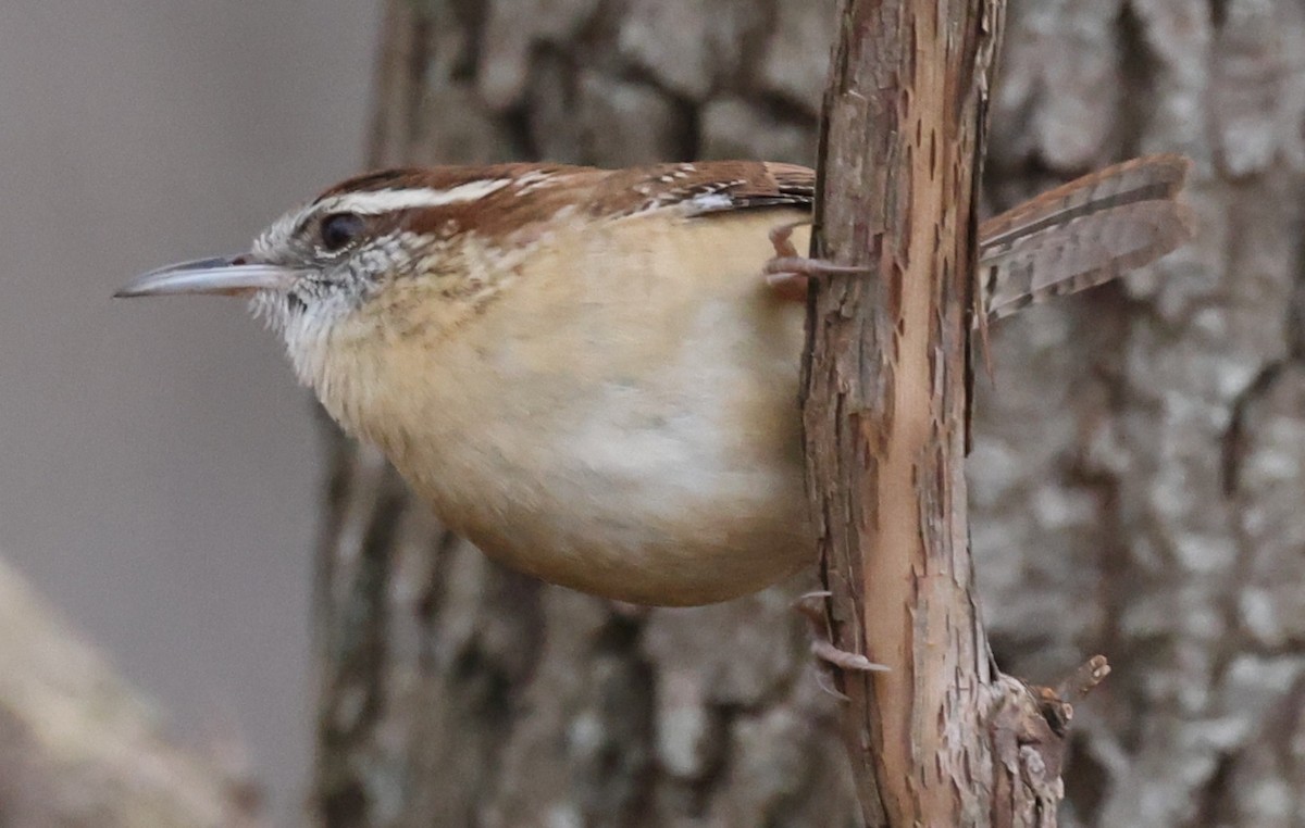 Troglodyte de Caroline - ML645763314