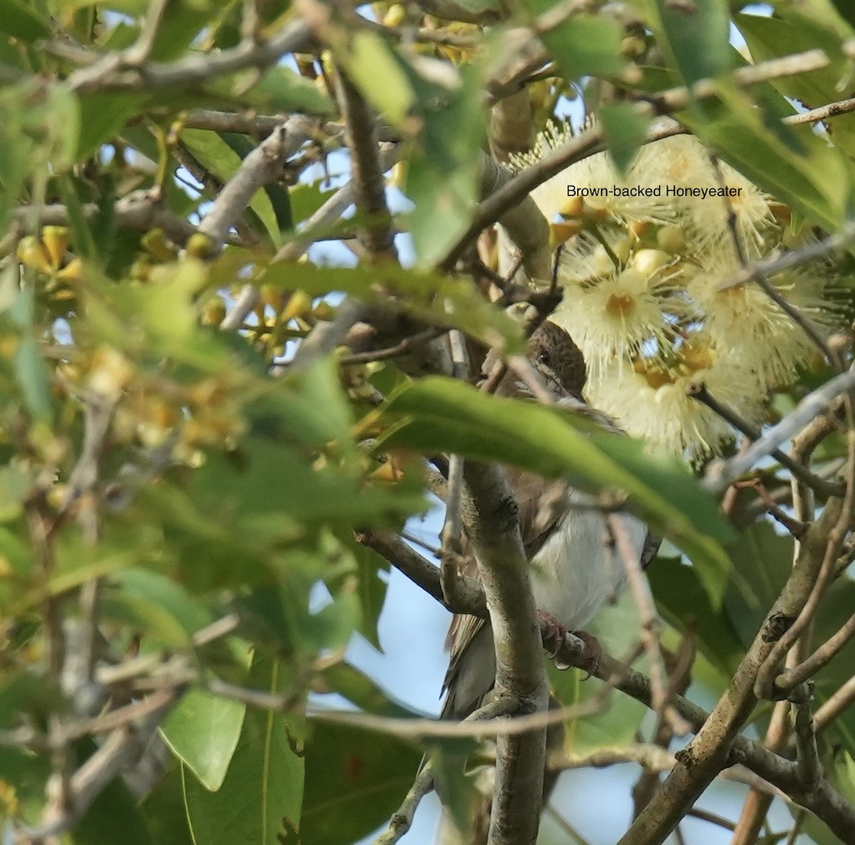 Méliphage modeste - ML645763315