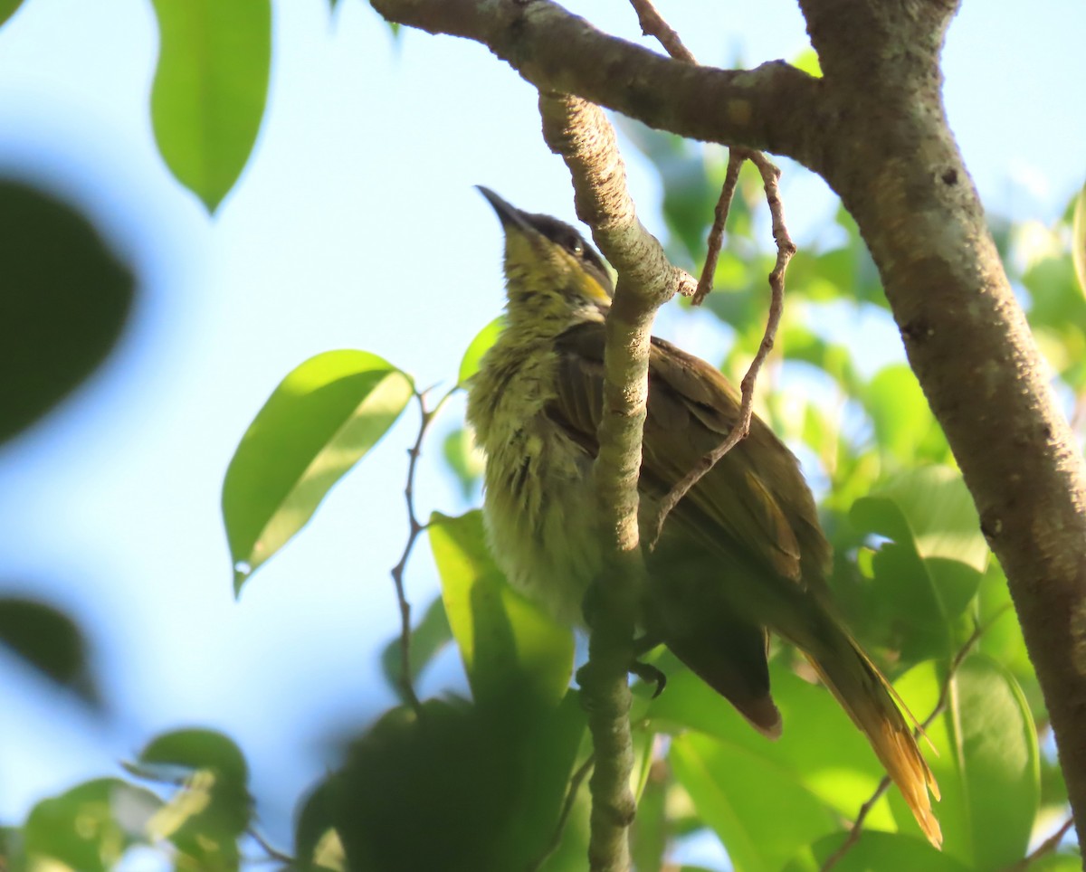 Méliphage versicolore - ML645763316