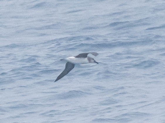 Albatros à tête grise - ML645763319