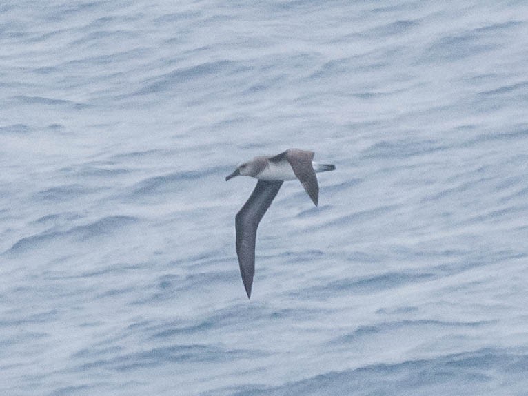 Albatros à tête grise - ML645763321