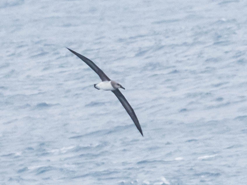 Albatros à tête grise - ML645763322