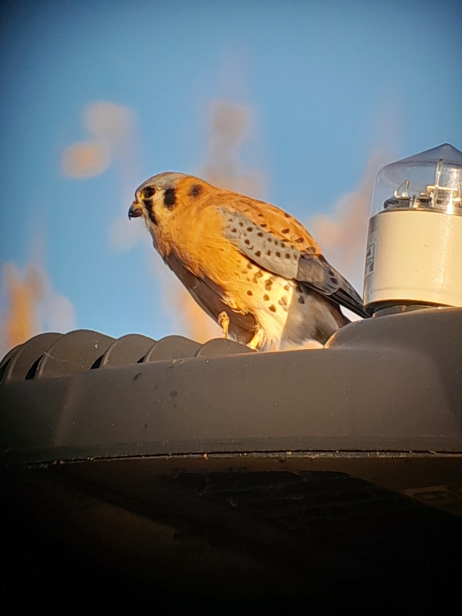 Crécerelle d'Amérique - ML645763323