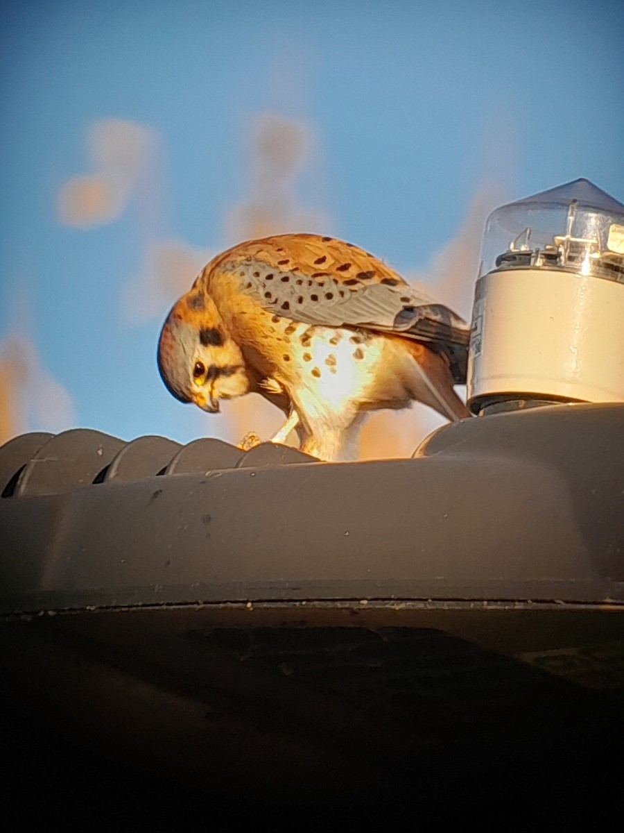 Crécerelle d'Amérique - ML645763324