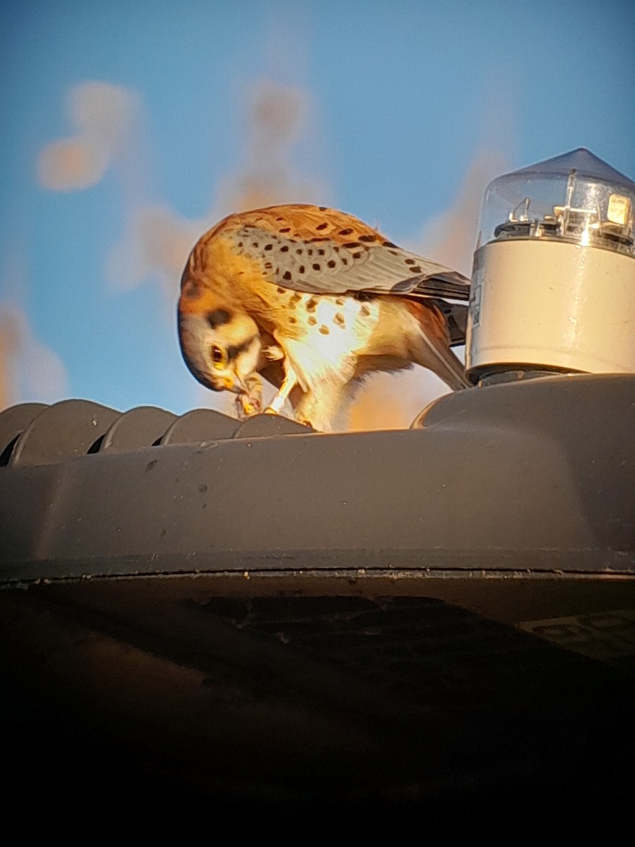 Crécerelle d'Amérique - ML645763325