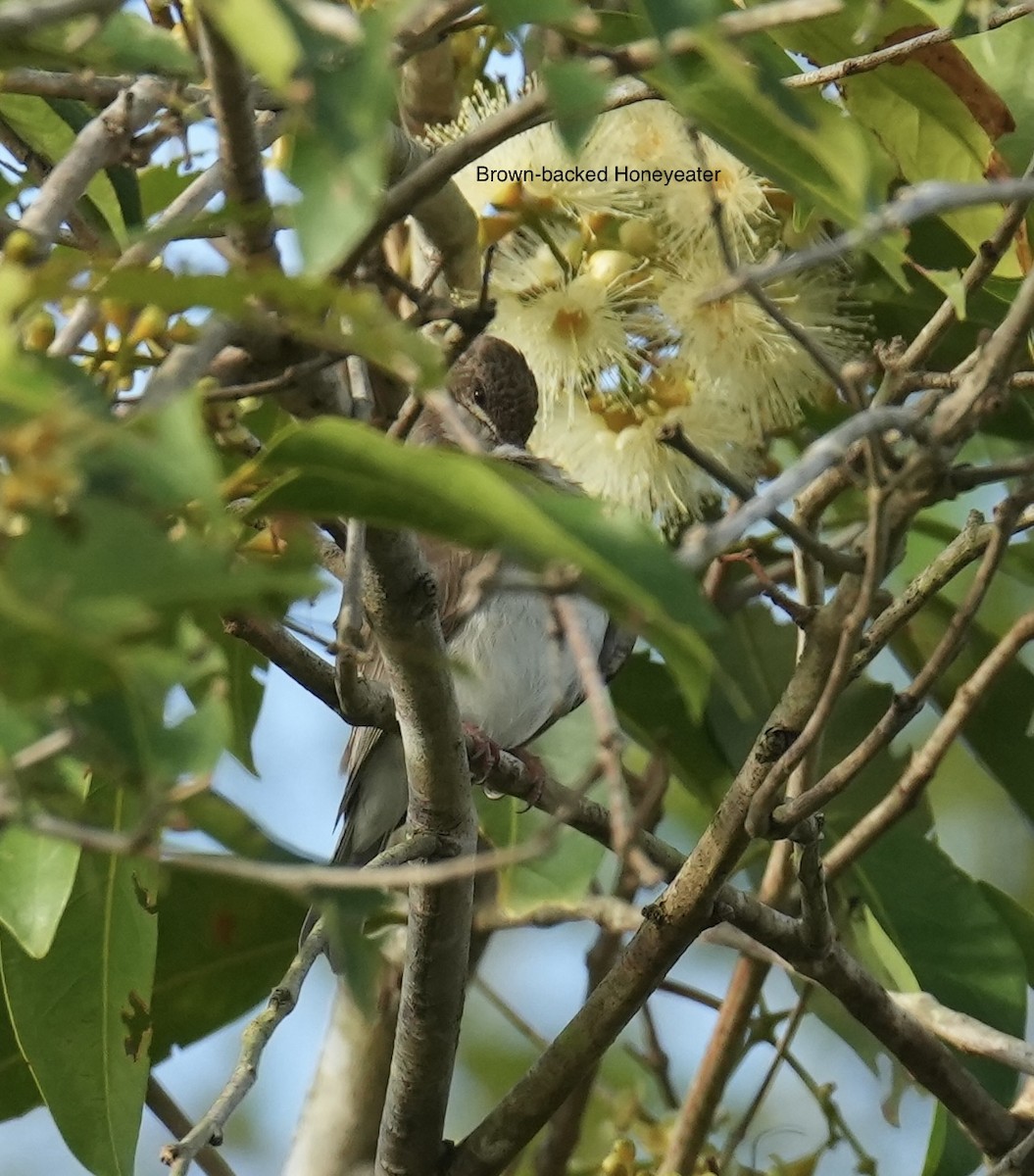 Méliphage modeste - ML645763326