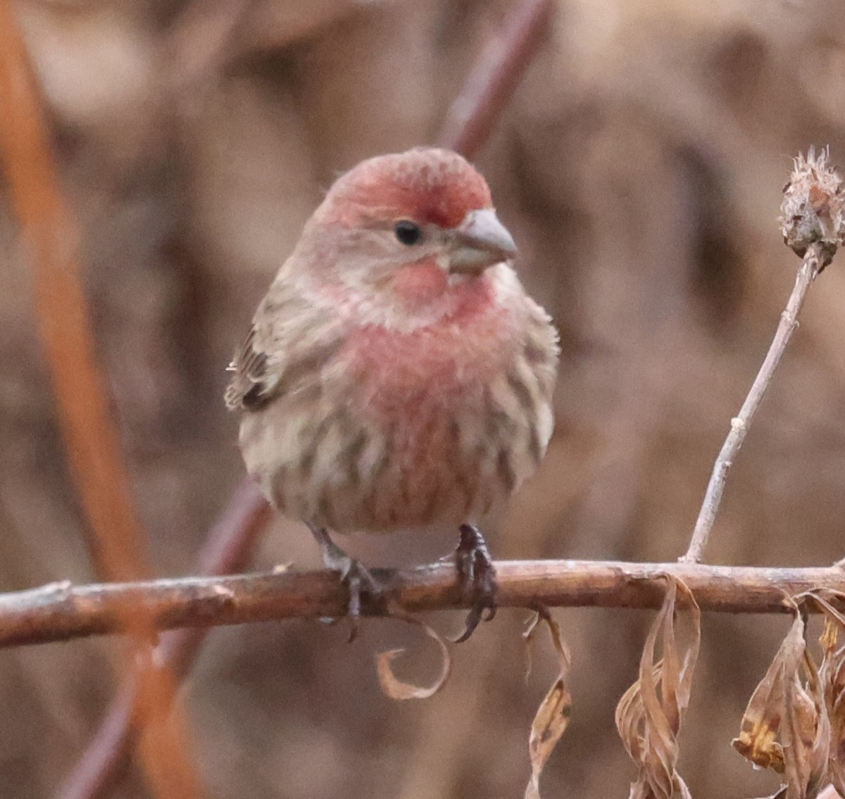 Roselin familier - ML645763327