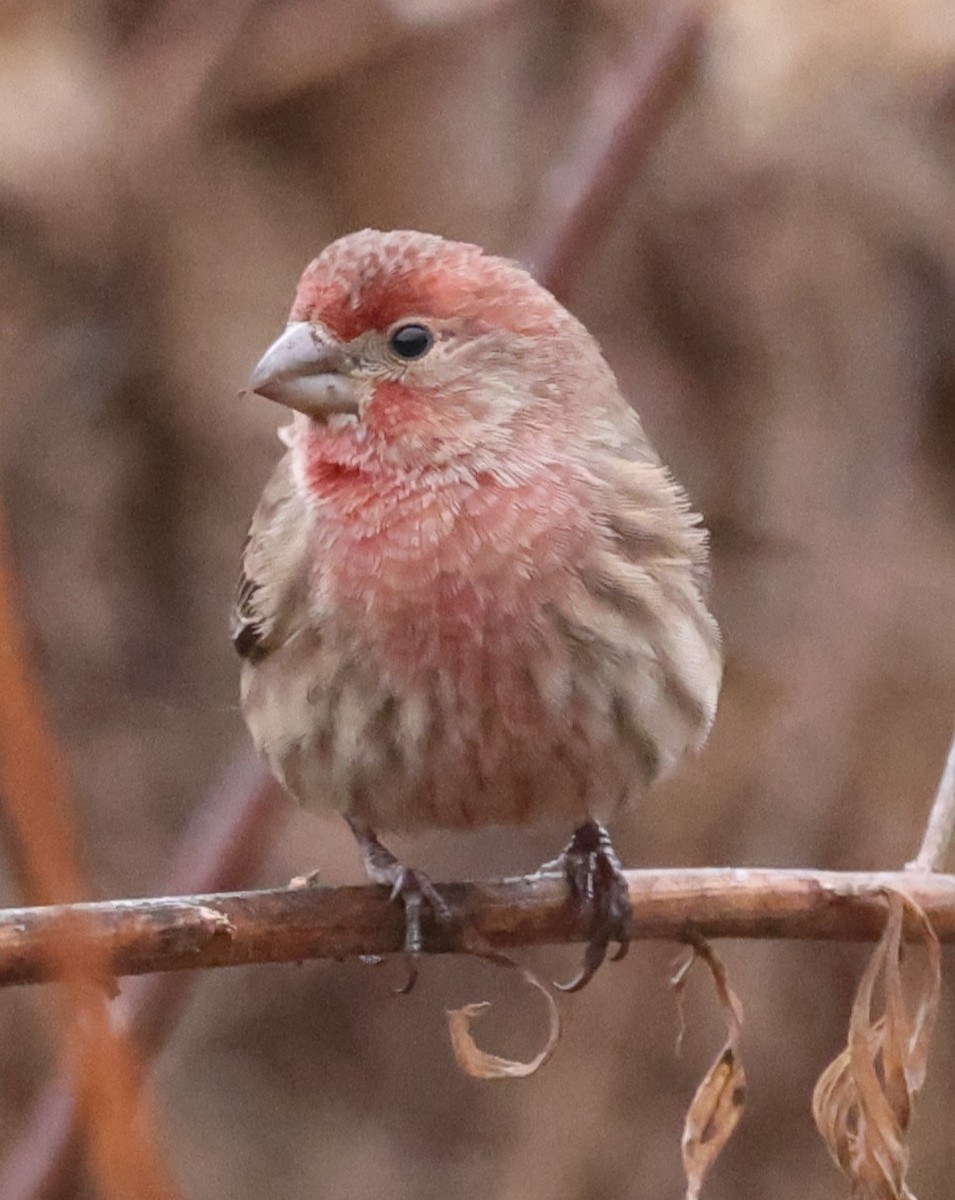 Roselin familier - ML645763328