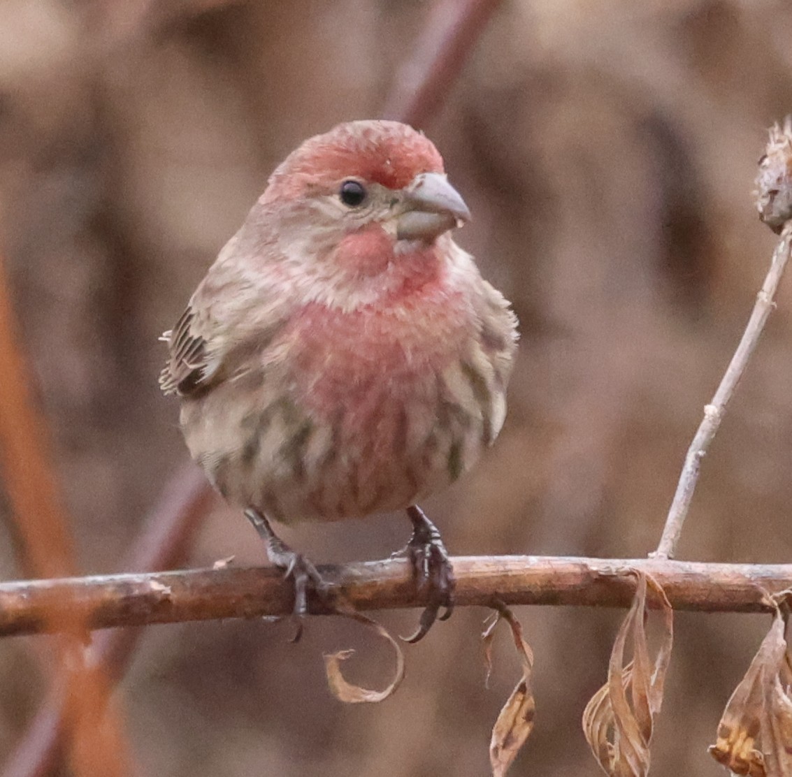 Roselin familier - ML645763329