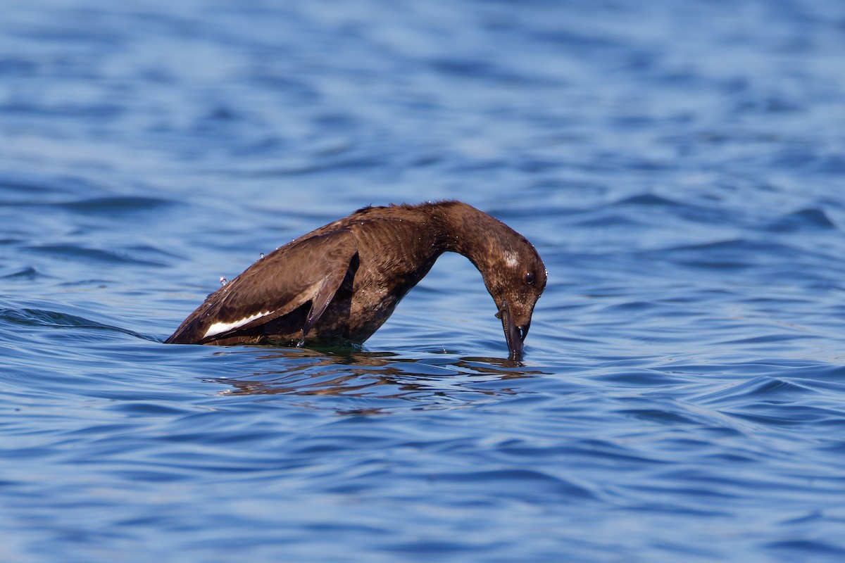 White-winged Scoter - ML645763331