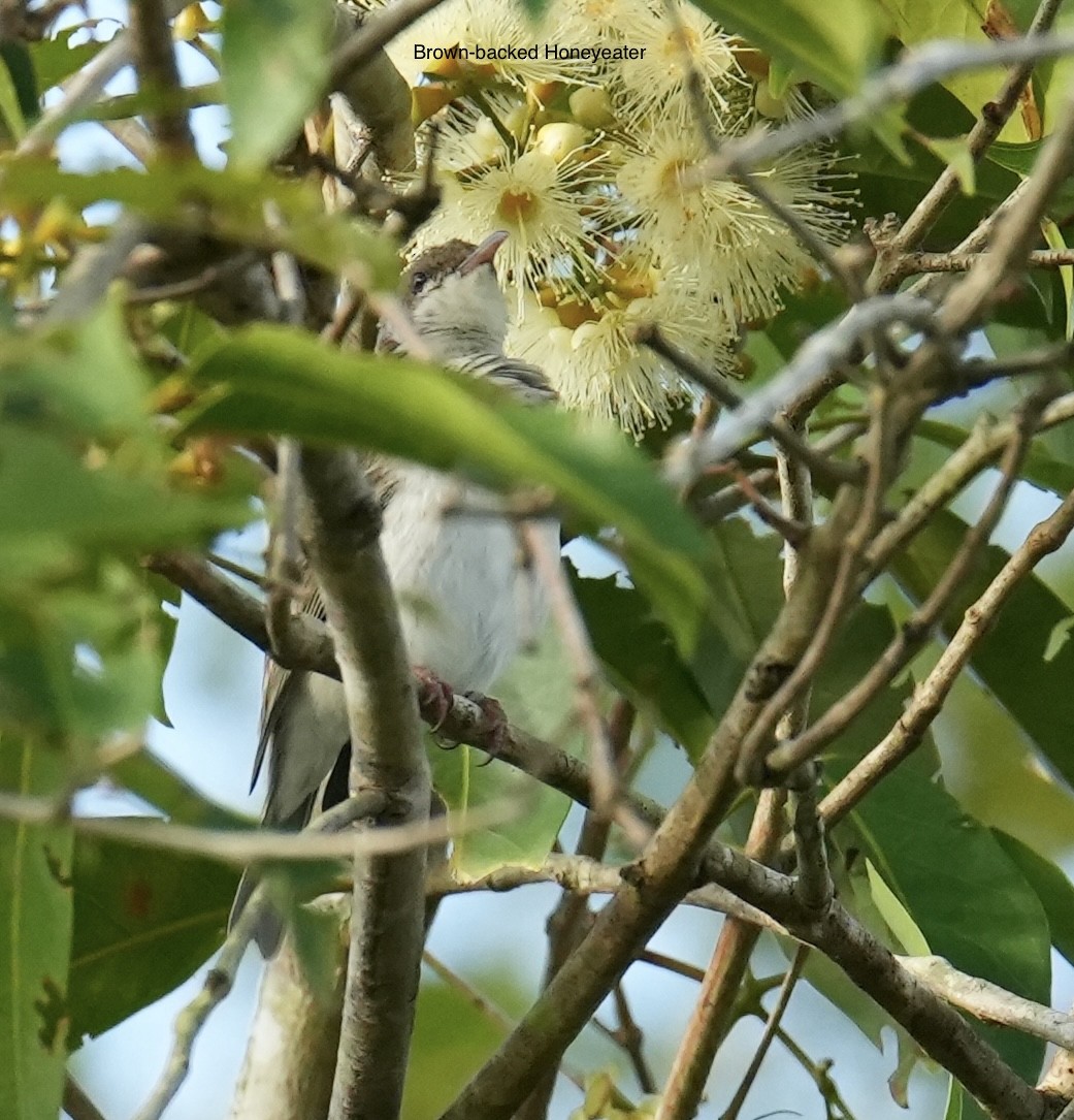 Méliphage modeste - ML645763334