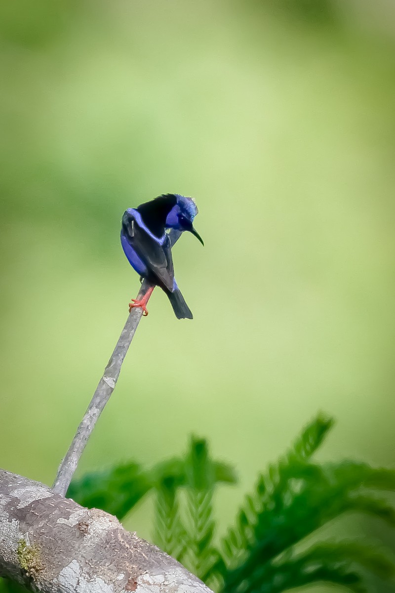 Guit-guit saï - ML645763335