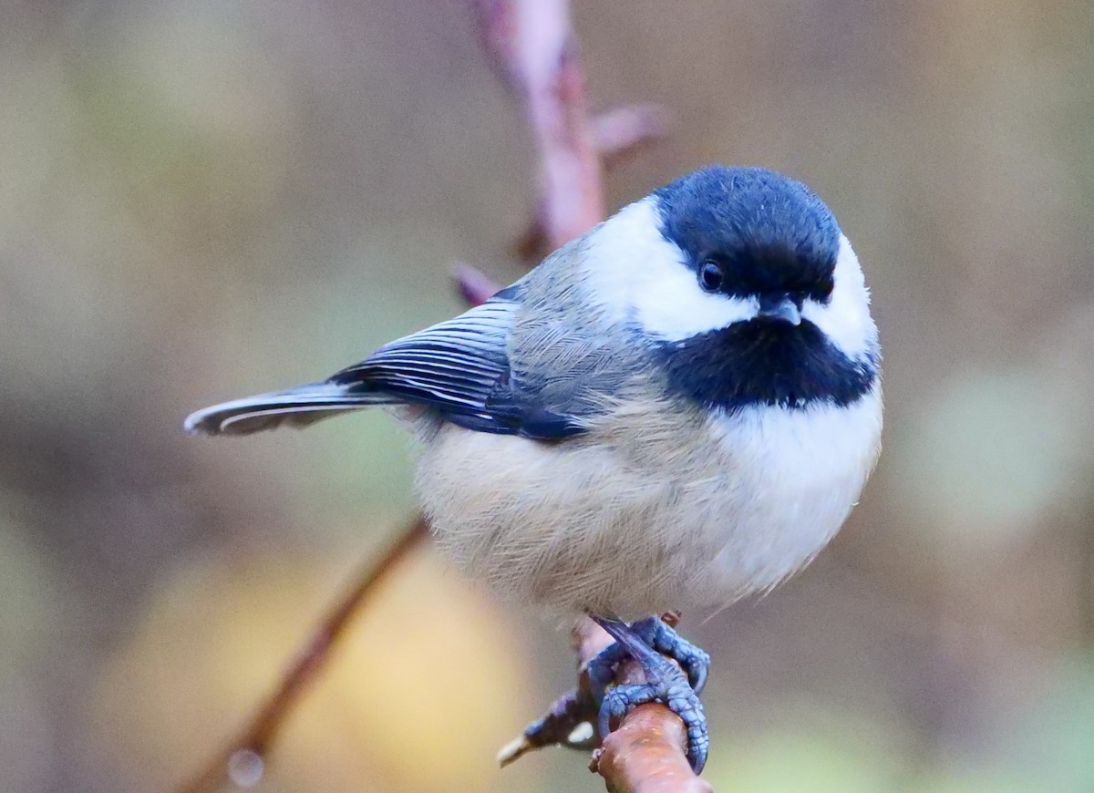 Mésange à tête noire - ML645763336