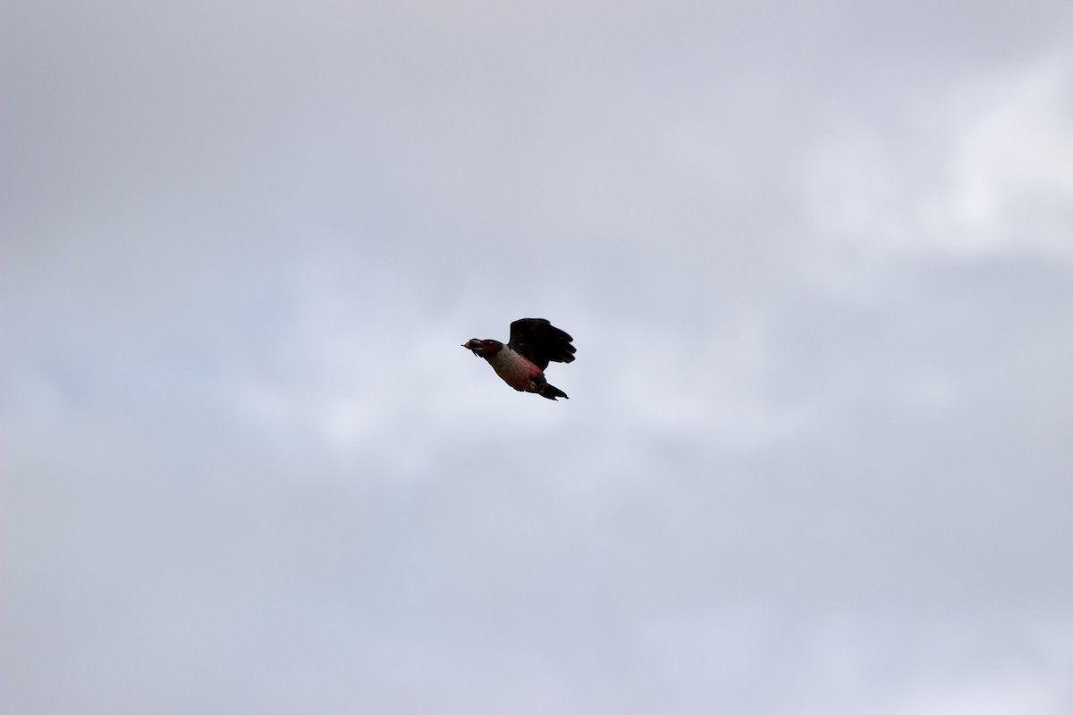 Blutgesichtspecht - ML645763340