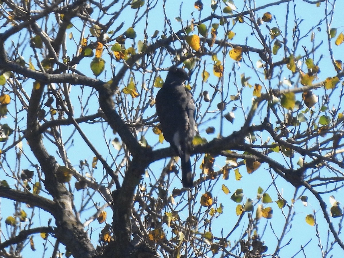 Яструб чорноголовий - ML645763345