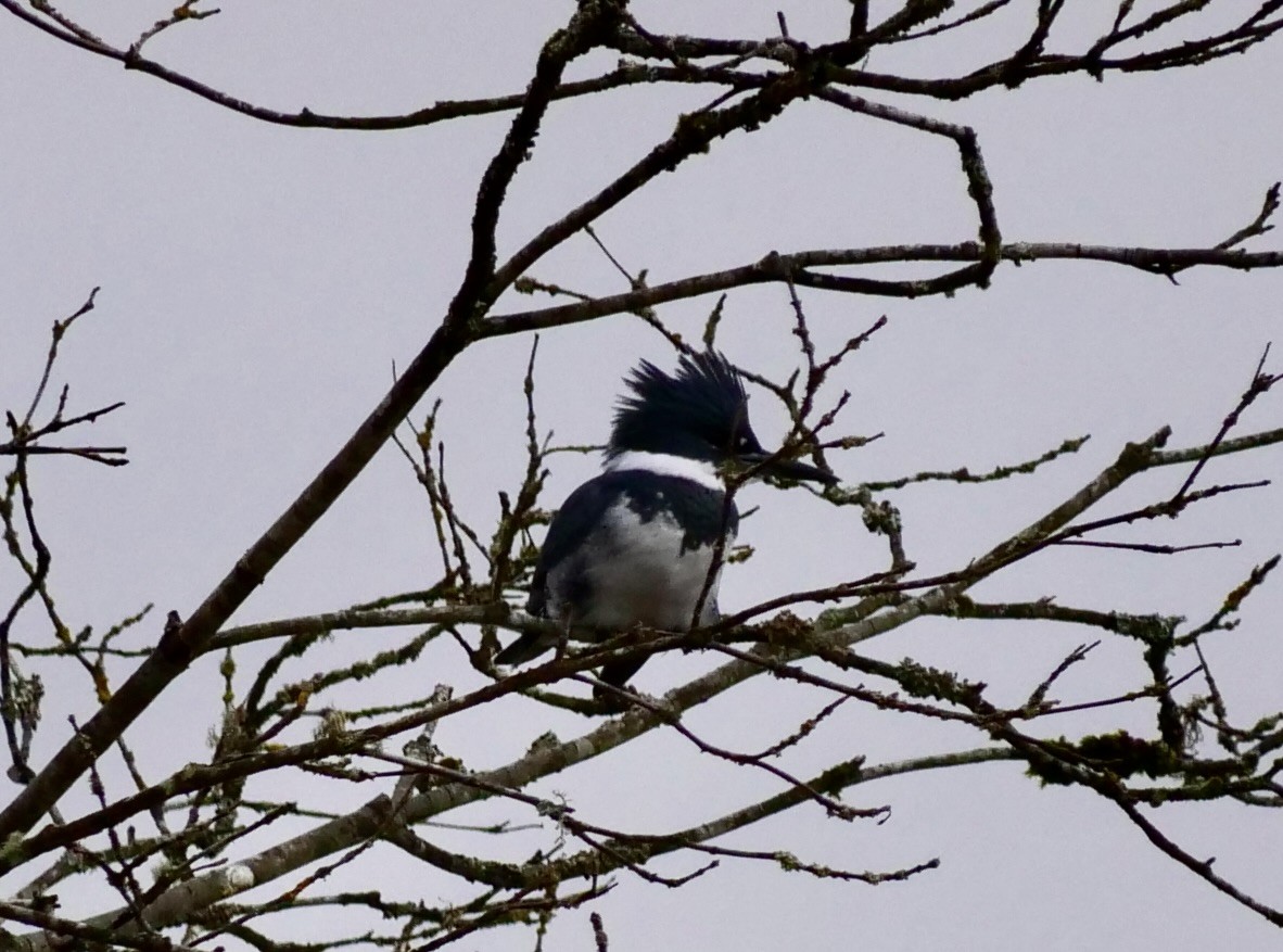 Belted Kingfisher - ML645763348